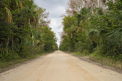 Empty road along trees and plants