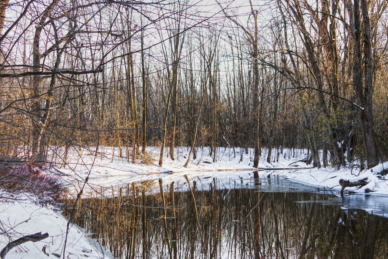 winter, tree, cold temperature, bare tree, snow, plant, water, tranquility, nature, beauty in nature, no people, scenics - nature, tranquil scene, reflection, lake, day, wetland, non-urban scene, land, frozen, branch, natural environment, frost, ice, woodland, environment, swamp, outdoors, forest, white, landscape, covering, growth, idyllic, wilderness, remote