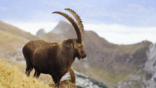 Imposing male ibex in the swiss alps.