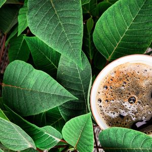 Directly above shot of coffee on plant
