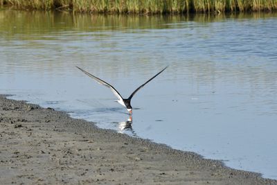 Bird flying over a lake