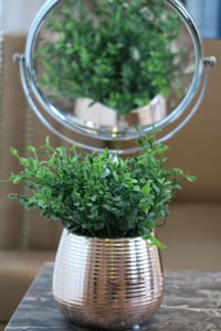 Close-up of potted plant on table