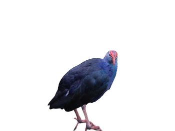 Close-up of bird perching on white background