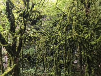 Full frame shot of bamboo trees in forest
