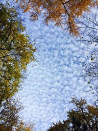 Low angle view of trees against sky