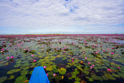 Pink lotus water lilies in lake against cloudy sky