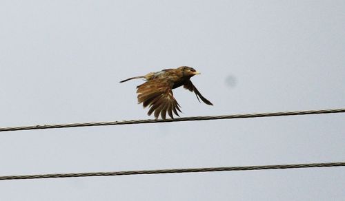 Low angle view of eagle perching on cable against clear sky