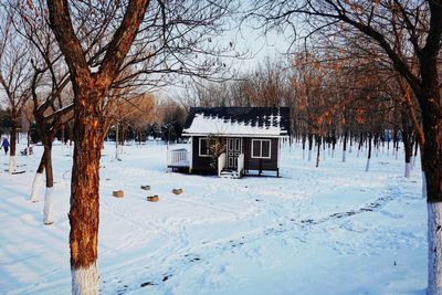 Built structure on snow covered land and trees by building