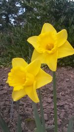 Close-up of yellow flower