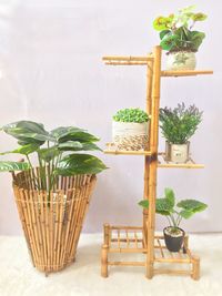 Potted plant on table