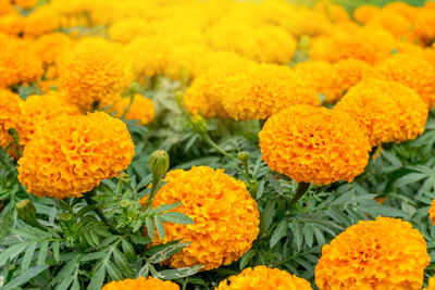 Close-up of marigold flowers