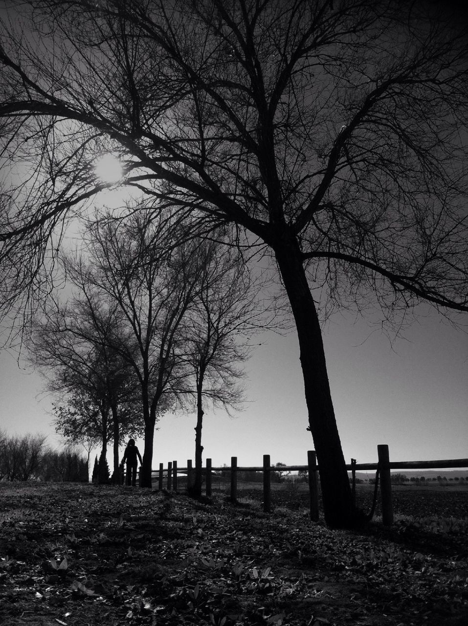 bare tree, tree, branch, tranquility, tranquil scene, landscape, field, nature, tree trunk, scenics, sky, beauty in nature, non-urban scene, silhouette, outdoors, grass, solitude, clear sky, remote, no people