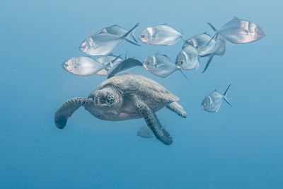 Turtle and fish swimming undersea