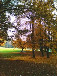 Scenic view of grassy field