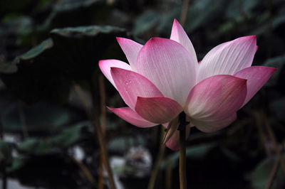 Close-up of pink water lily blooming in lake