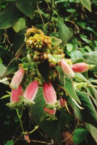 Close-up of plant