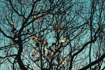 Low angle view of bare tree against sky