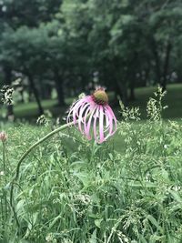 Close-up of purple flowering plant on land