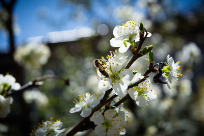 Close-up of white cherry blossom tree
