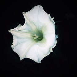 Close-up of lotus flower