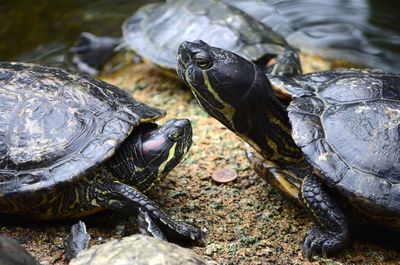 Close-up of tortoise in lake
