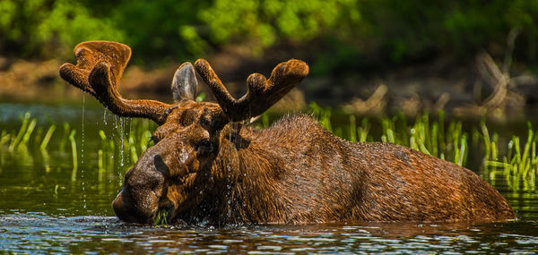 Deer in a lake