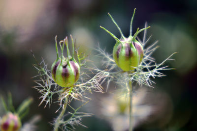 Close-up of buds growing on plant