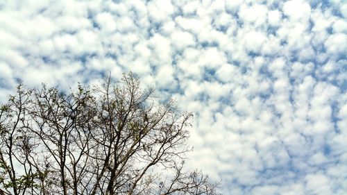 Close-up low angle view of tree against sky