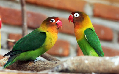 Close-up of parrot perching