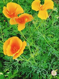 Close-up of yellow flowers blooming outdoors