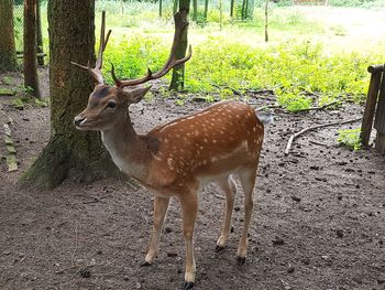 Deer in grass