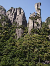 Low angle view of plants on mountain