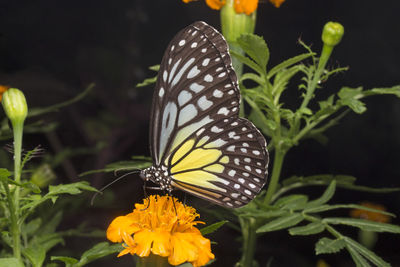 Close-up of butterfly pollinating on flower