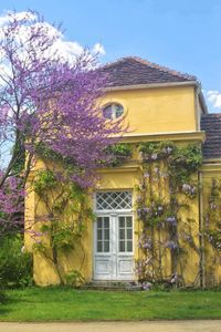 Flower tree by house against sky