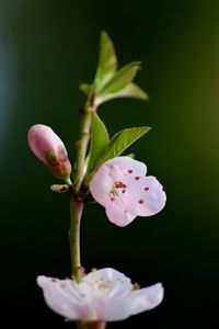 Close-up of flowering plant