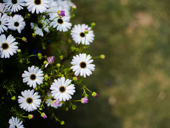 High angle view of white flowering plant