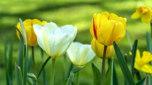 Close-up of yellow tulips