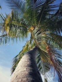 Low angle view of palm tree against sky