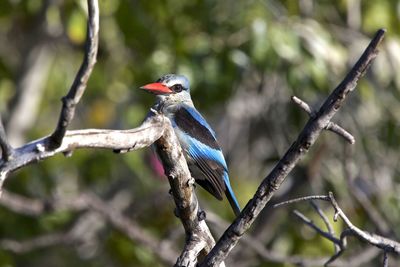 Close-up of bird perching on branch