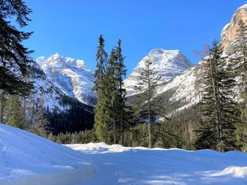 Pine trees on snowcapped mountains against sky