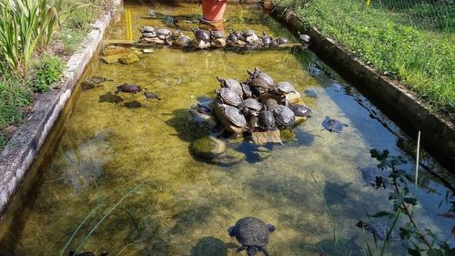 High angle view of fish in lake