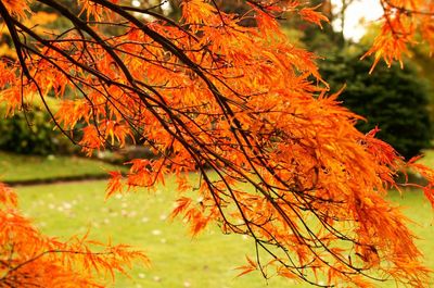 Autumn leaves on tree