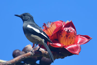 Close-up of bird perching on plant