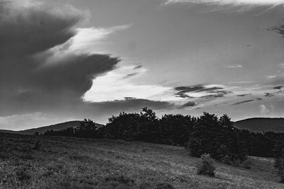 Trees on field against sky