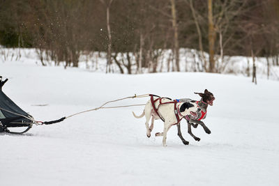 Dog on snow covered land