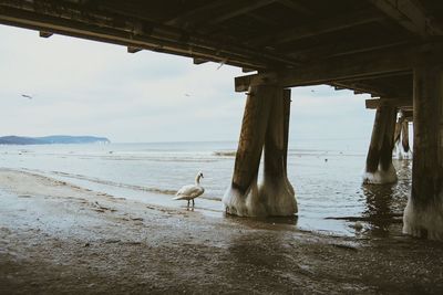 Seagulls on beach