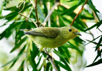 Close-up of a bird perching on a plant