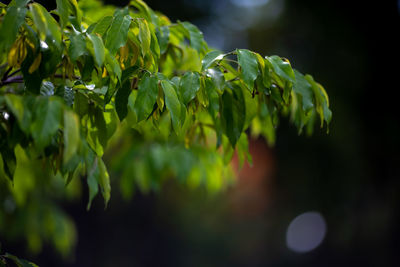 Close-up of fresh green leaves