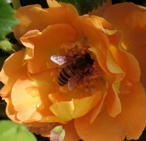 Close-up of bee pollinating on flower