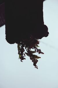 Low angle view of silhouette tree against clear sky
